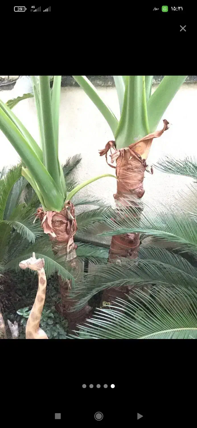 گل بابا آدم بزرگ|گل و گیاه طبیعی|زیباکنار, |دیوار