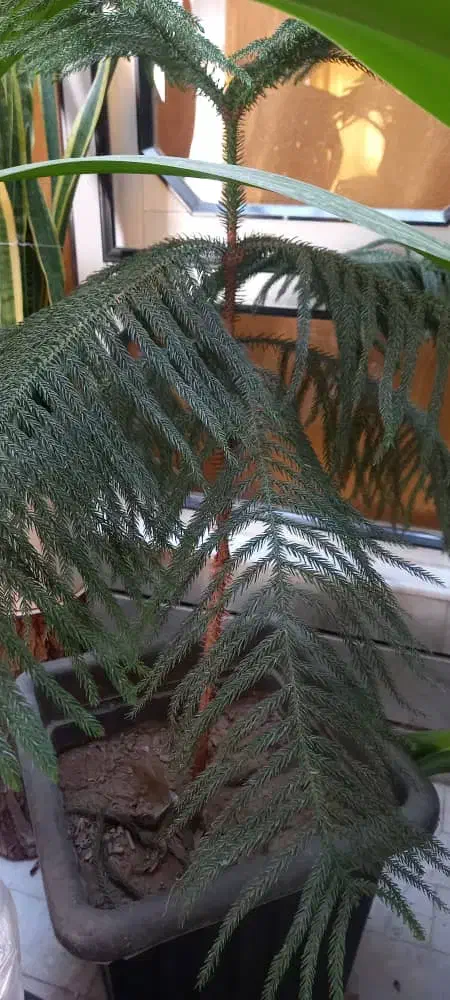 گل وگیاه|گل و گیاه طبیعی|قهدریجان, |دیوار