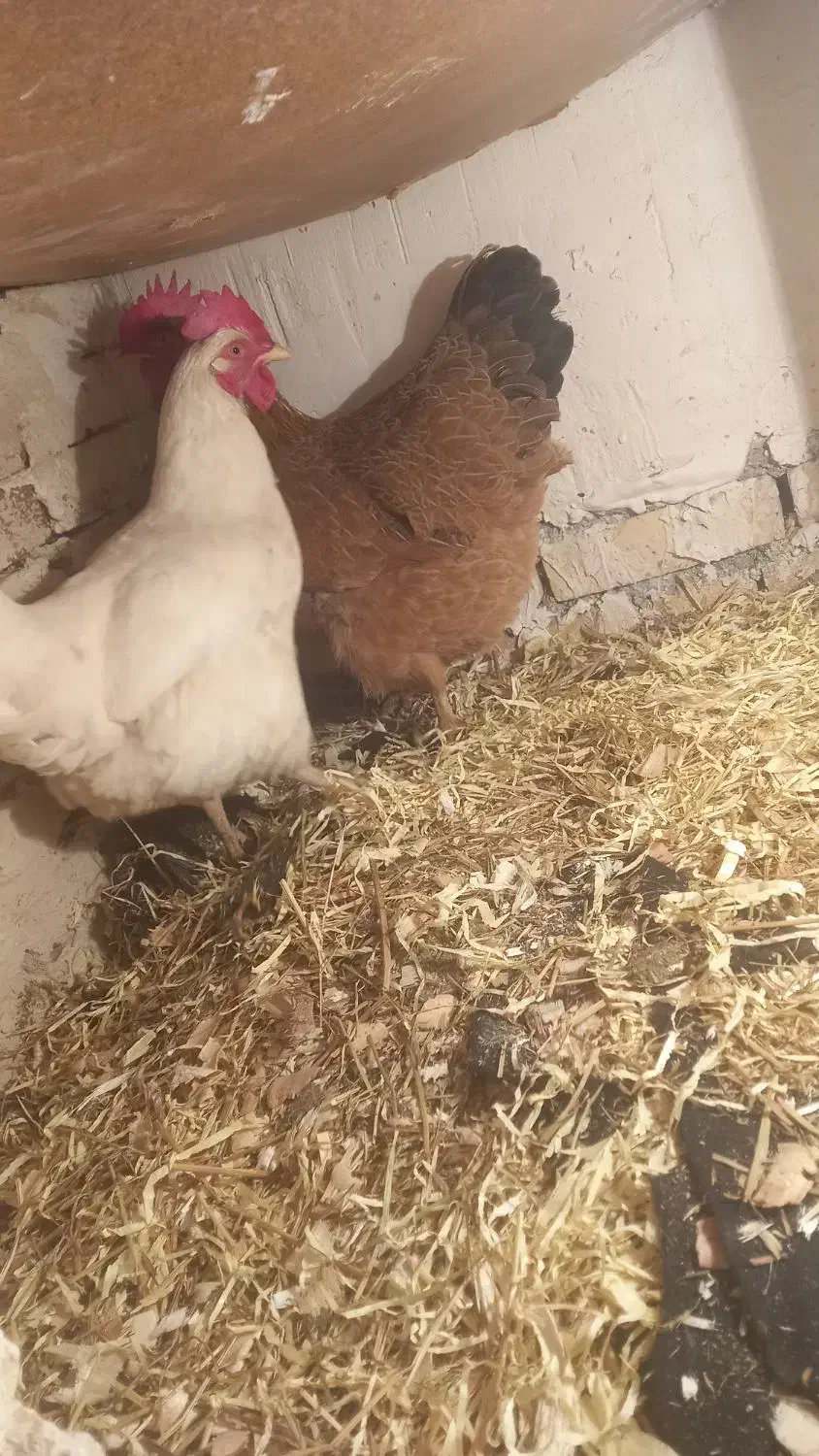 مرغ تخمگذار|حیوانات مزرعه|خوی, |دیوار