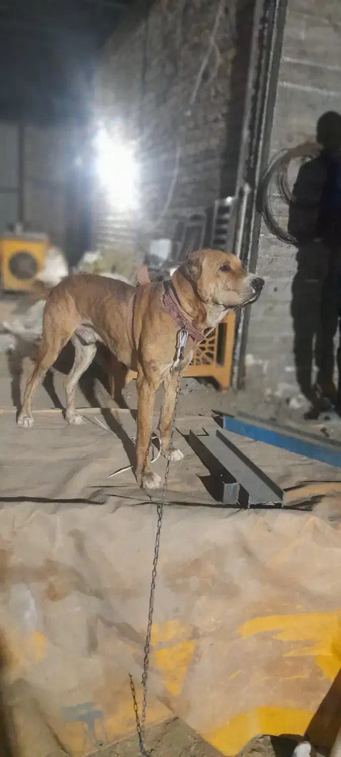 واگذاری سگ|سگ|مشهد, امیریه|دیوار