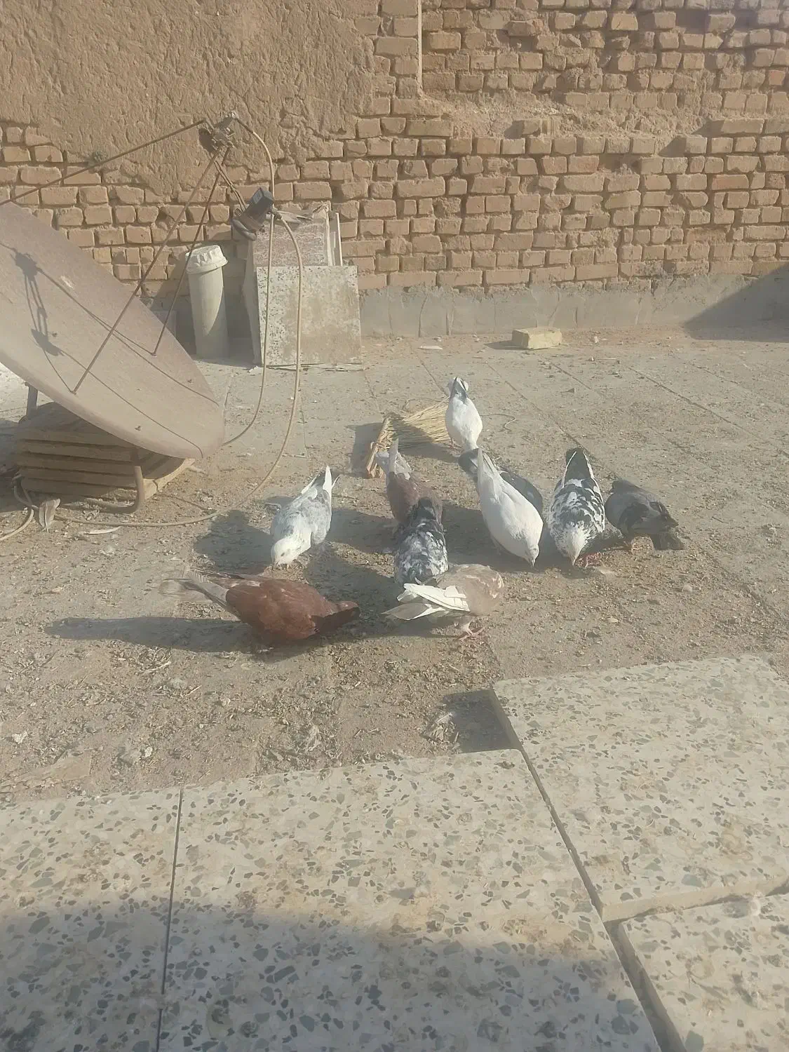 کفتر پرشی|پرنده|یزد, |دیوار