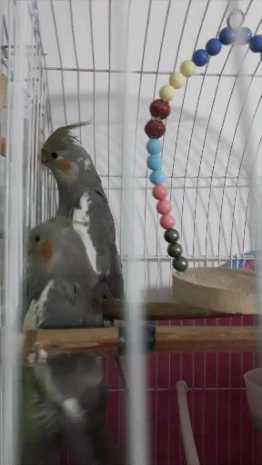 عروس هلندی ماده|پرنده|رشت, حمیدیان|دیوار