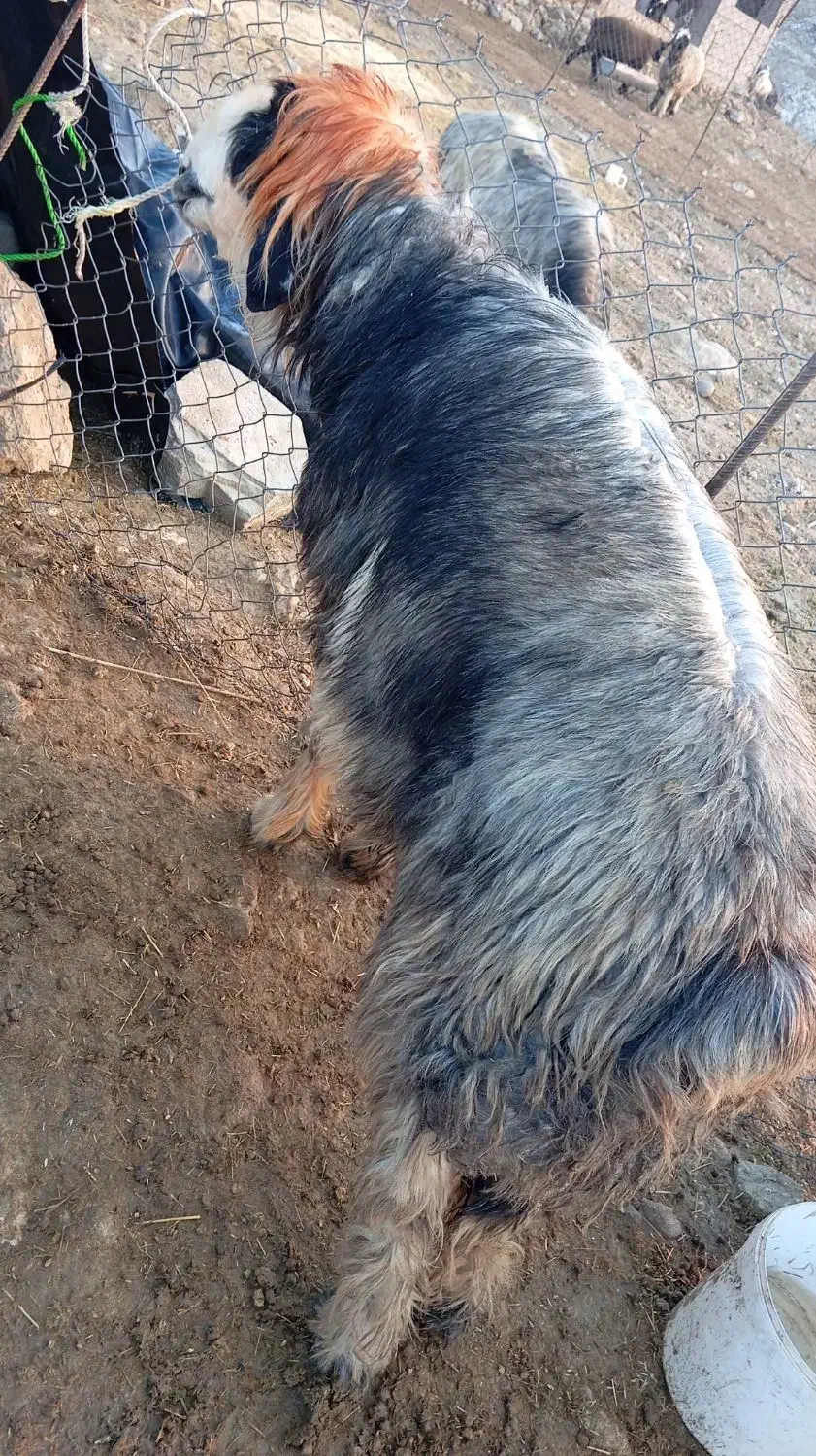 نرمیش|حیوانات مزرعه|لالی, |دیوار