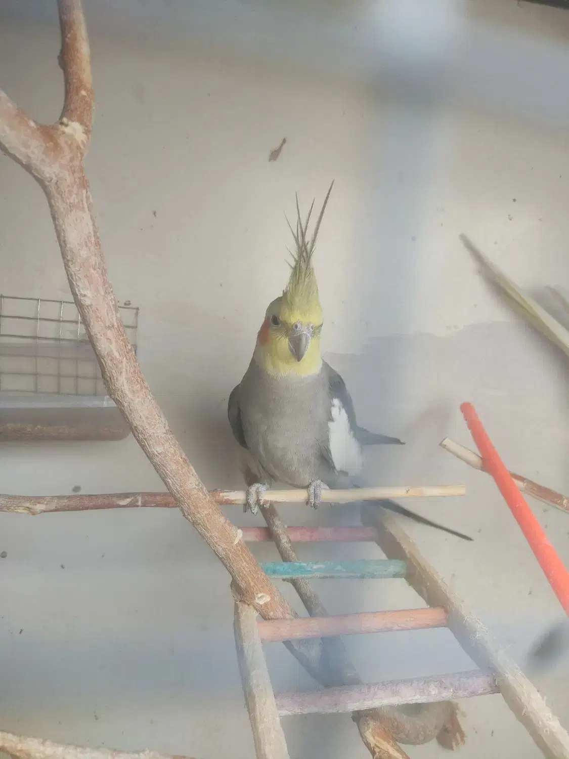 عروس هلندی|پرنده|شاهرود, |دیوار