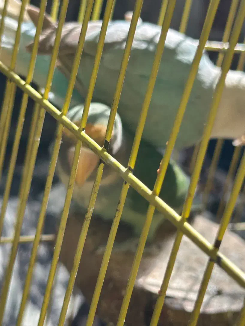 سه عدد طوطی برزیلی|پرنده|رباط‌کریم, رباط‌کریم|دیوار