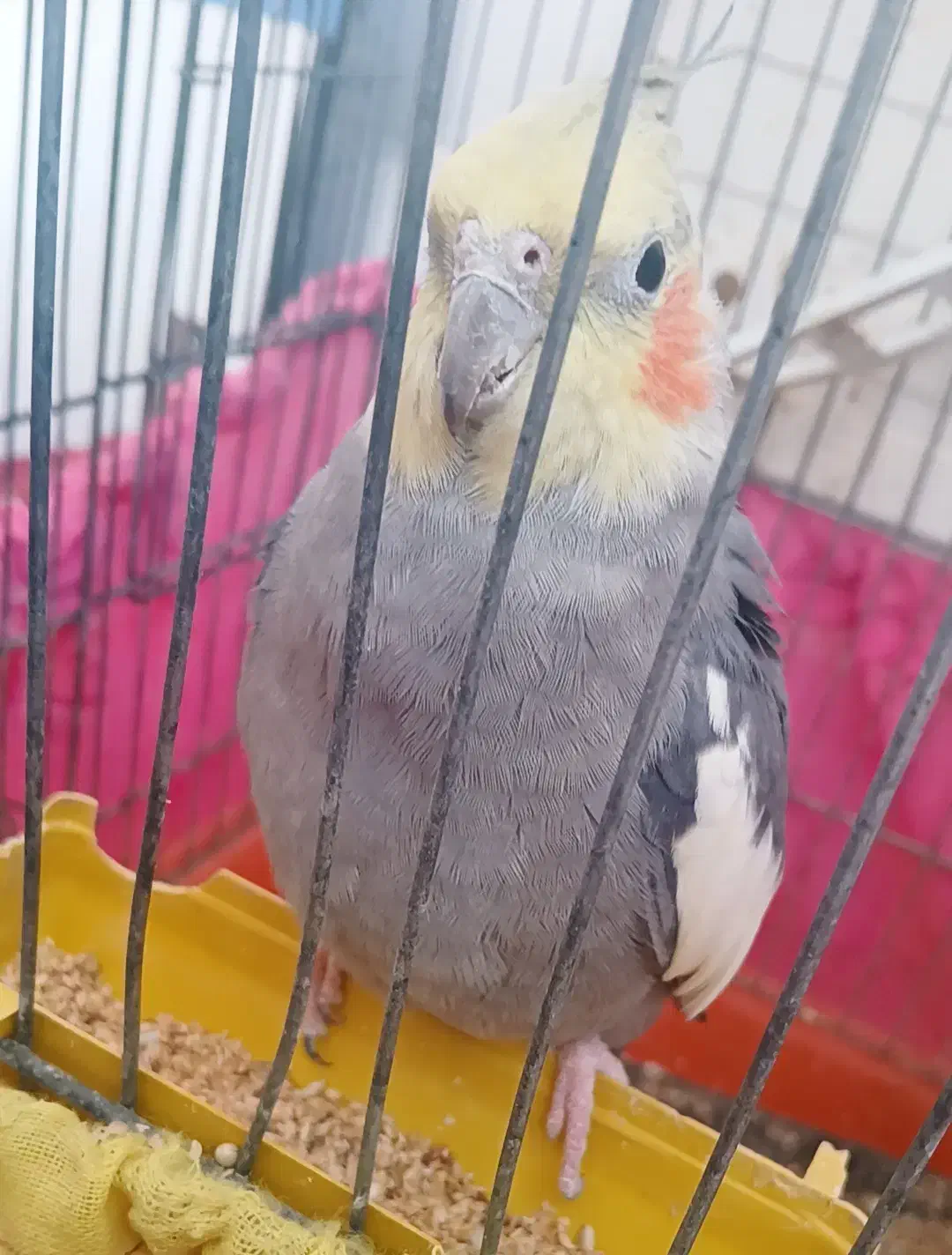 عروس هلندی|پرنده|رامشیر, |دیوار