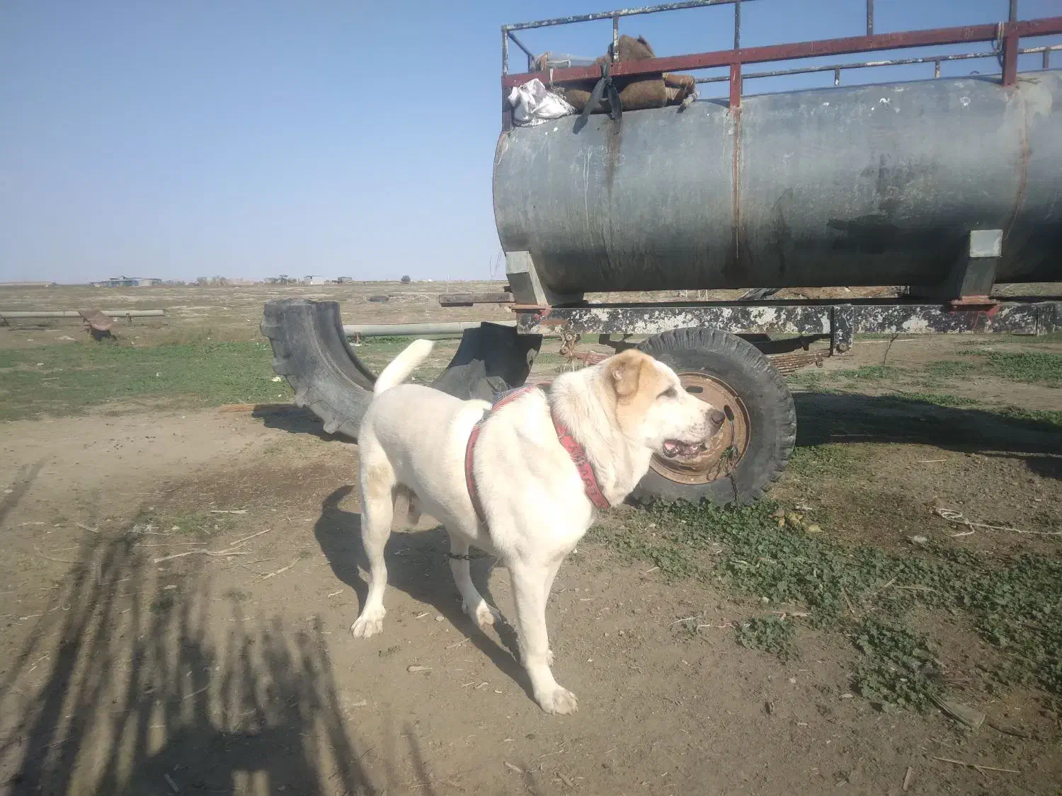 یک قلاده سگ الابای نر|سگ|گرگان, |دیوار