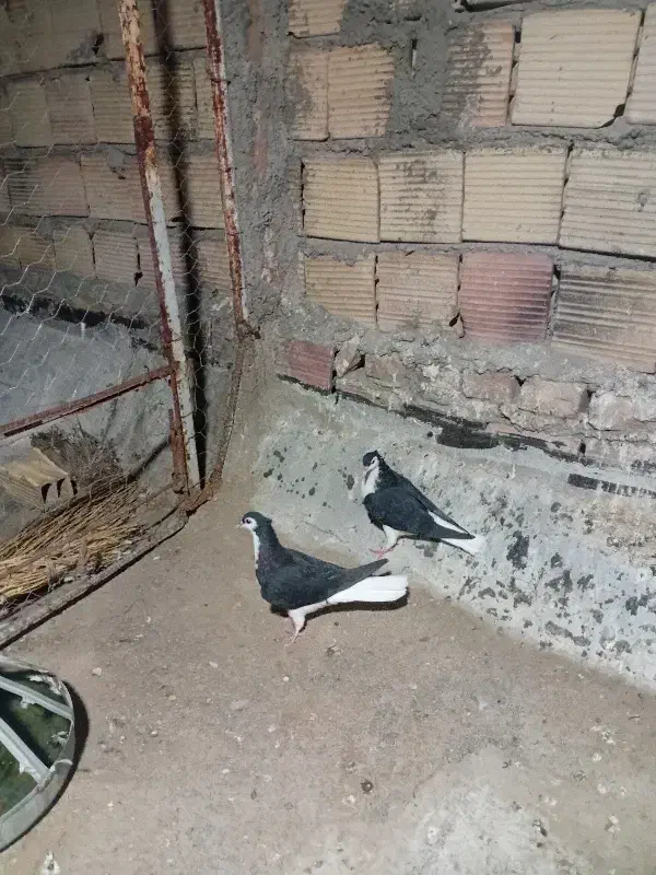 طوقی .ریش .ساده سیاه|پرنده|بیرجند, |دیوار