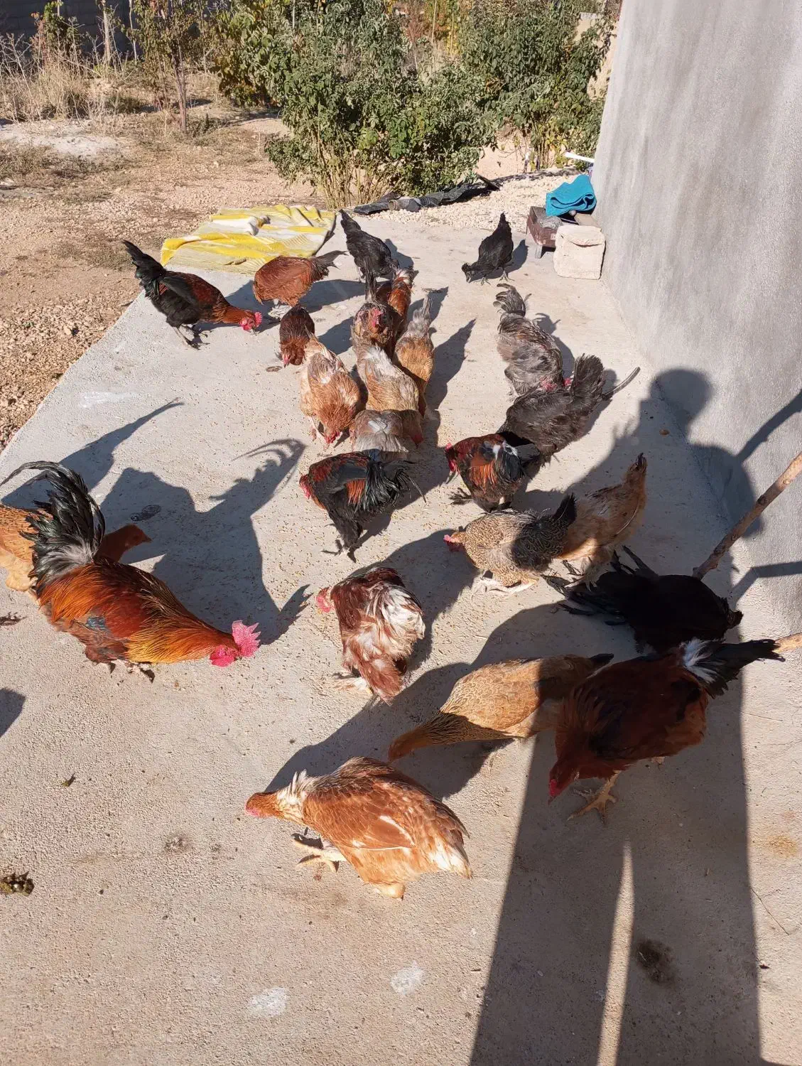 فروش مرغ و خروس محلی|حیوانات مزرعه|یاسوج, |دیوار