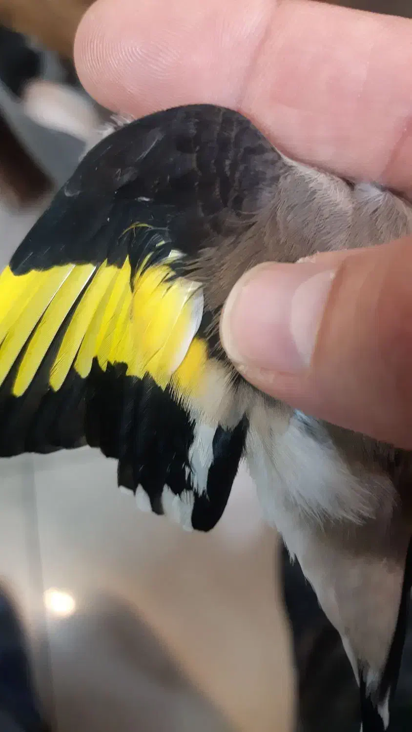 سره|پرنده|تهران, صادقیه|دیوار