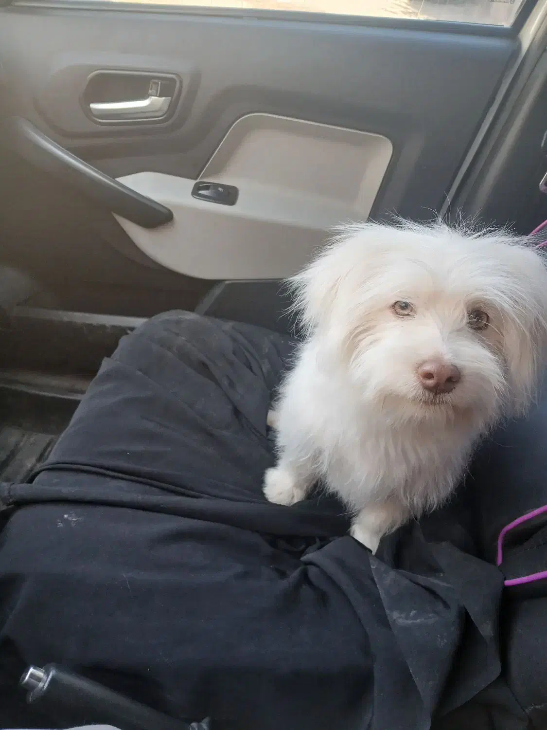 سگ پاکوتاه|سگ|تربت جام, والفجر|دیوار