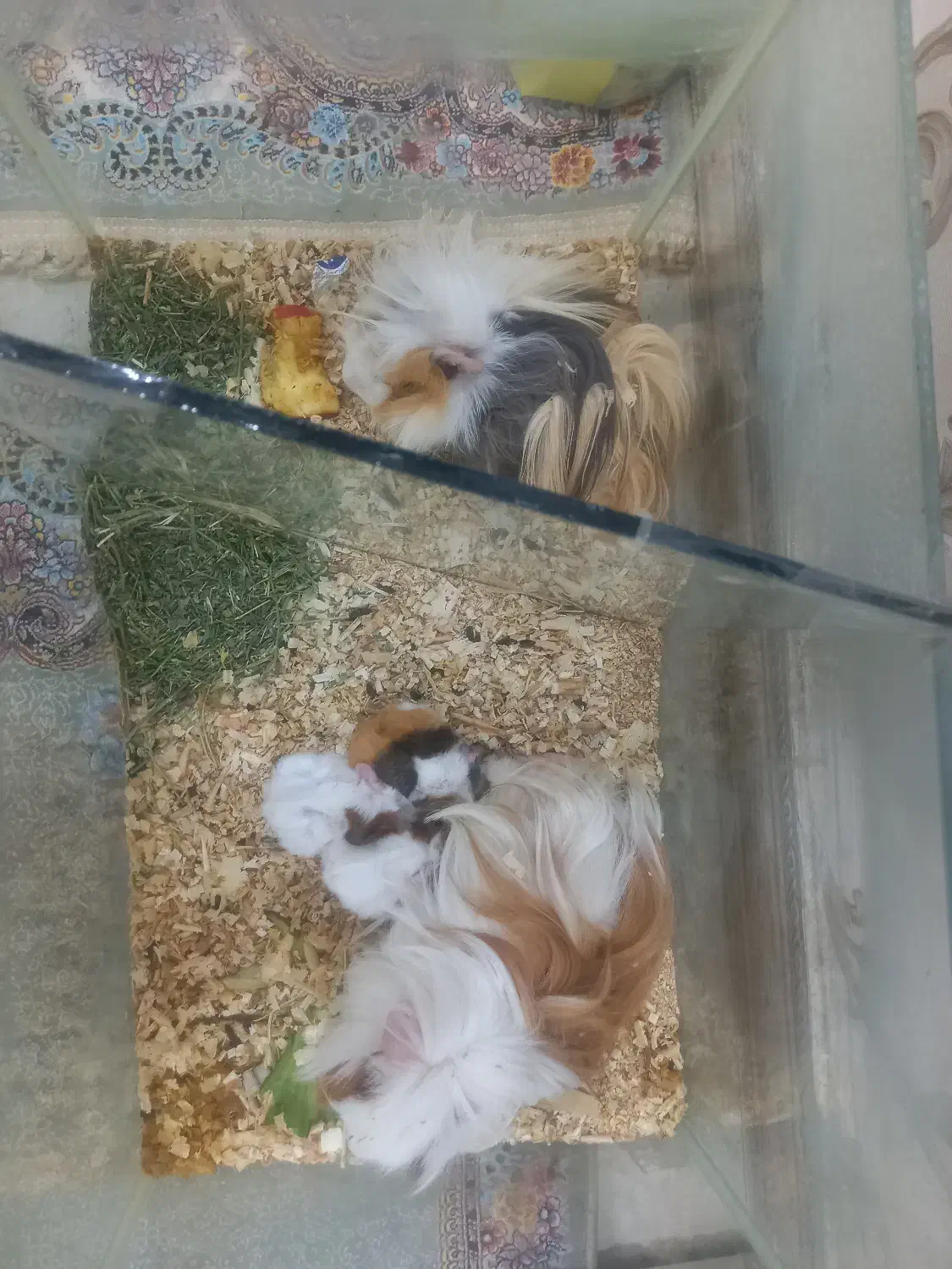 خوکچه هندی|موش و خرگوش|اندیشه, اندیشه فاز ۵|دیوار