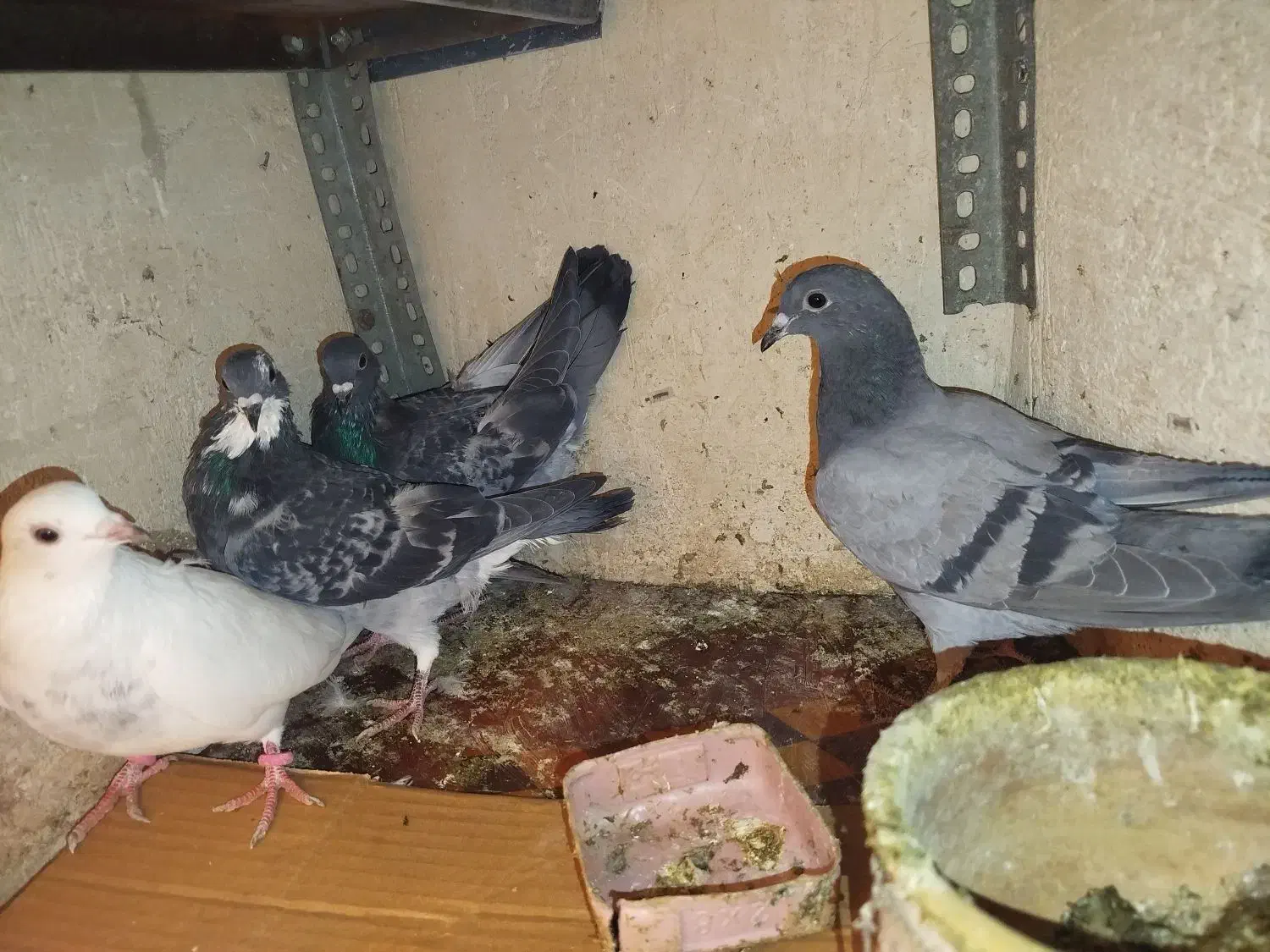 کبوتر|پرنده|تبریز, |دیوار