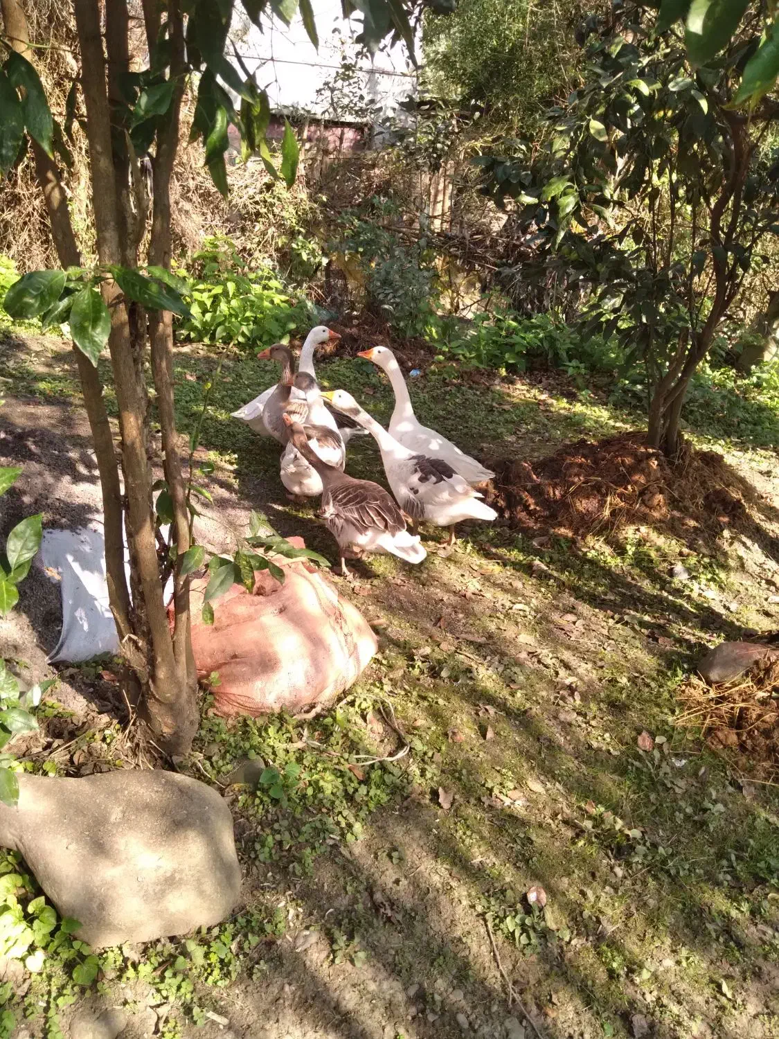 نداشتن موقعیت|حیوانات مزرعه|کومله, |دیوار