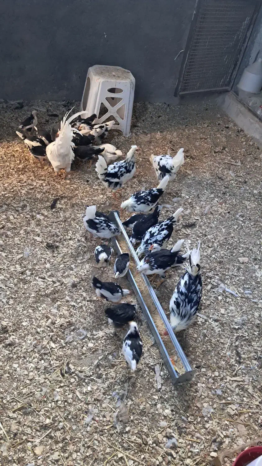 جوجه مرغ گلین (کاملا سالم و سرحال)|حیوانات مزرعه|قنوات, |دیوار