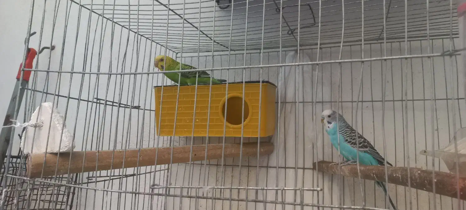 جفت مرغ عشق|پرنده|تهران, بیسیم|دیوار