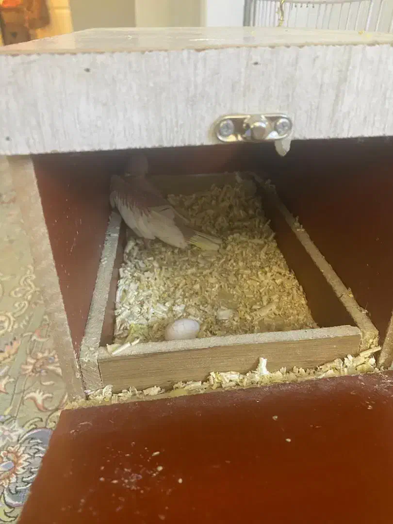 عروس هلندی جفت تخم گذار|پرنده|باقرشهر, |دیوار