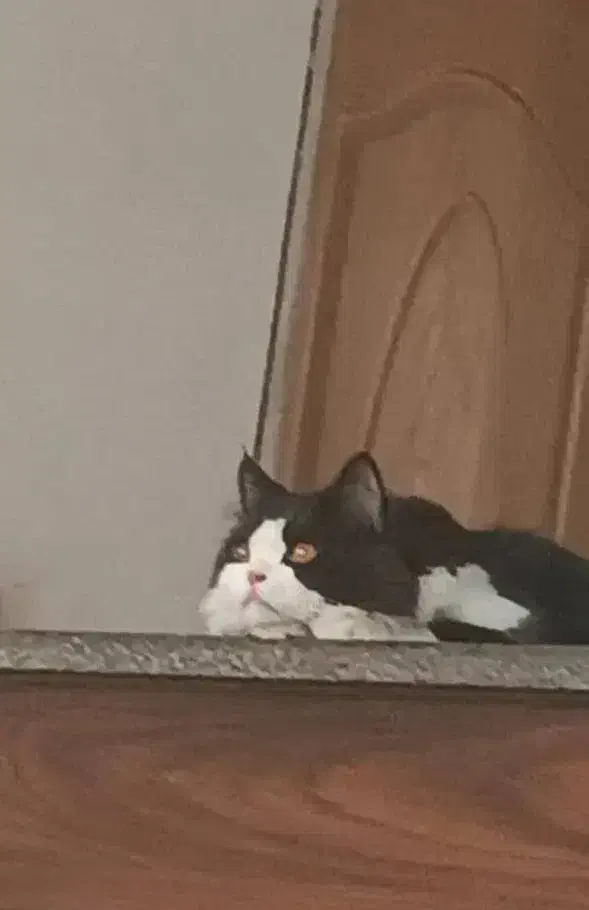 گربه نر پرشین اصیل|گربه|یزد, |دیوار