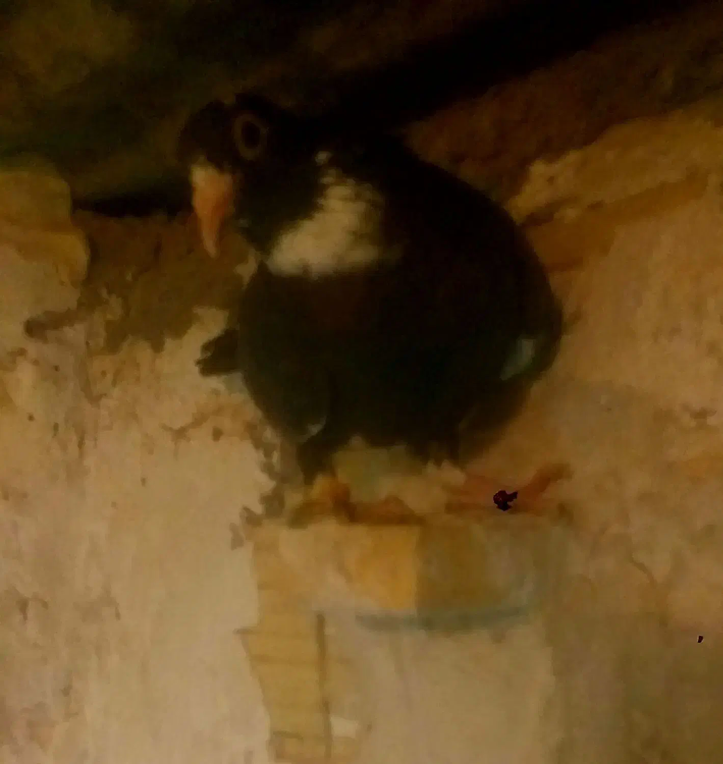 جفت|پرنده|بردسیر, |دیوار