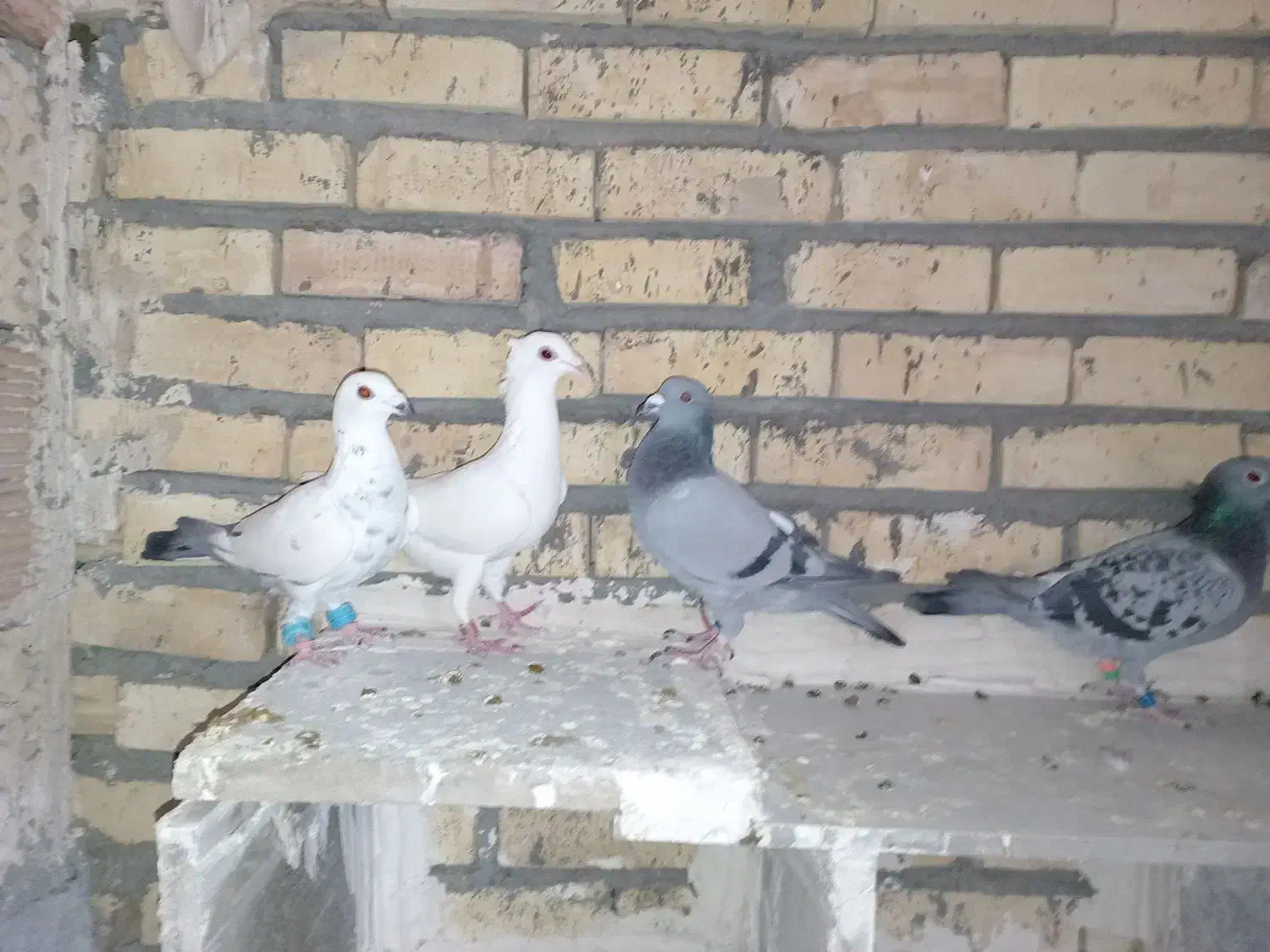 شش کفتر عالی از هر لهاز|پرنده|تربت جام, میان جام|دیوار