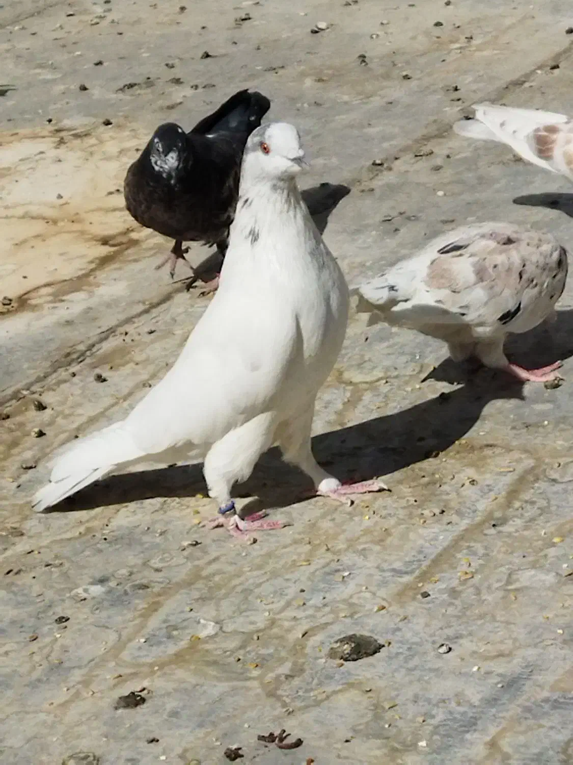 یه بوم کبوتر فروشی|پرنده|خمینیشهر, |دیوار