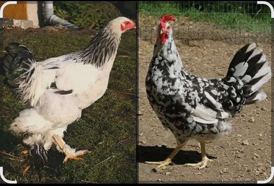 مرغ گلین|پرنده|مهاجران, |دیوار