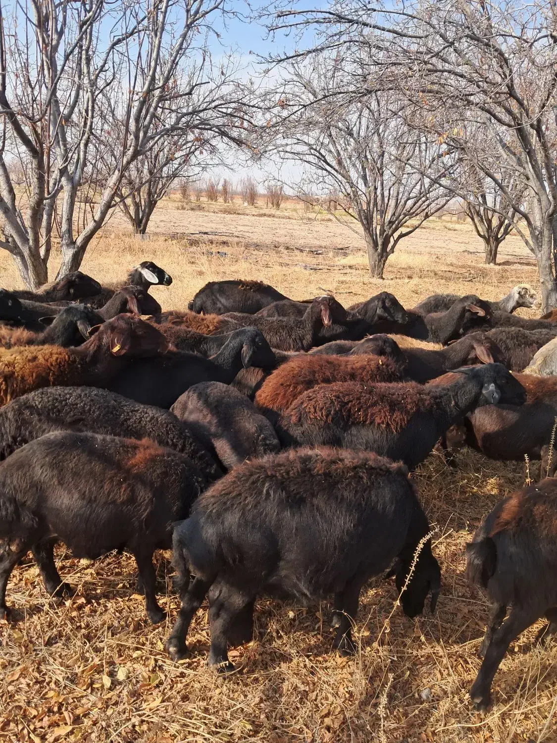 میش آبستن|حیوانات مزرعه|بناب, |دیوار