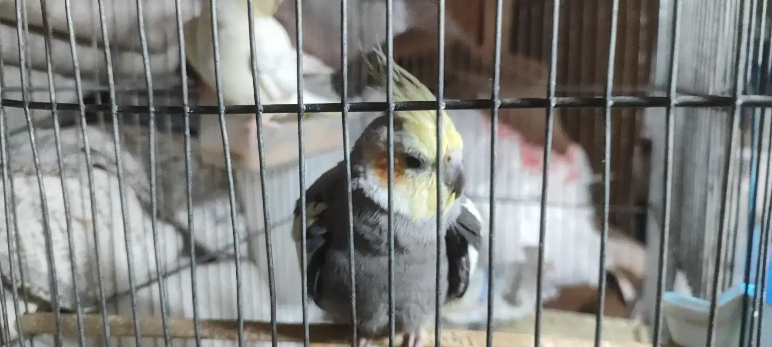 عروس هلندی|پرنده|خمین, |دیوار