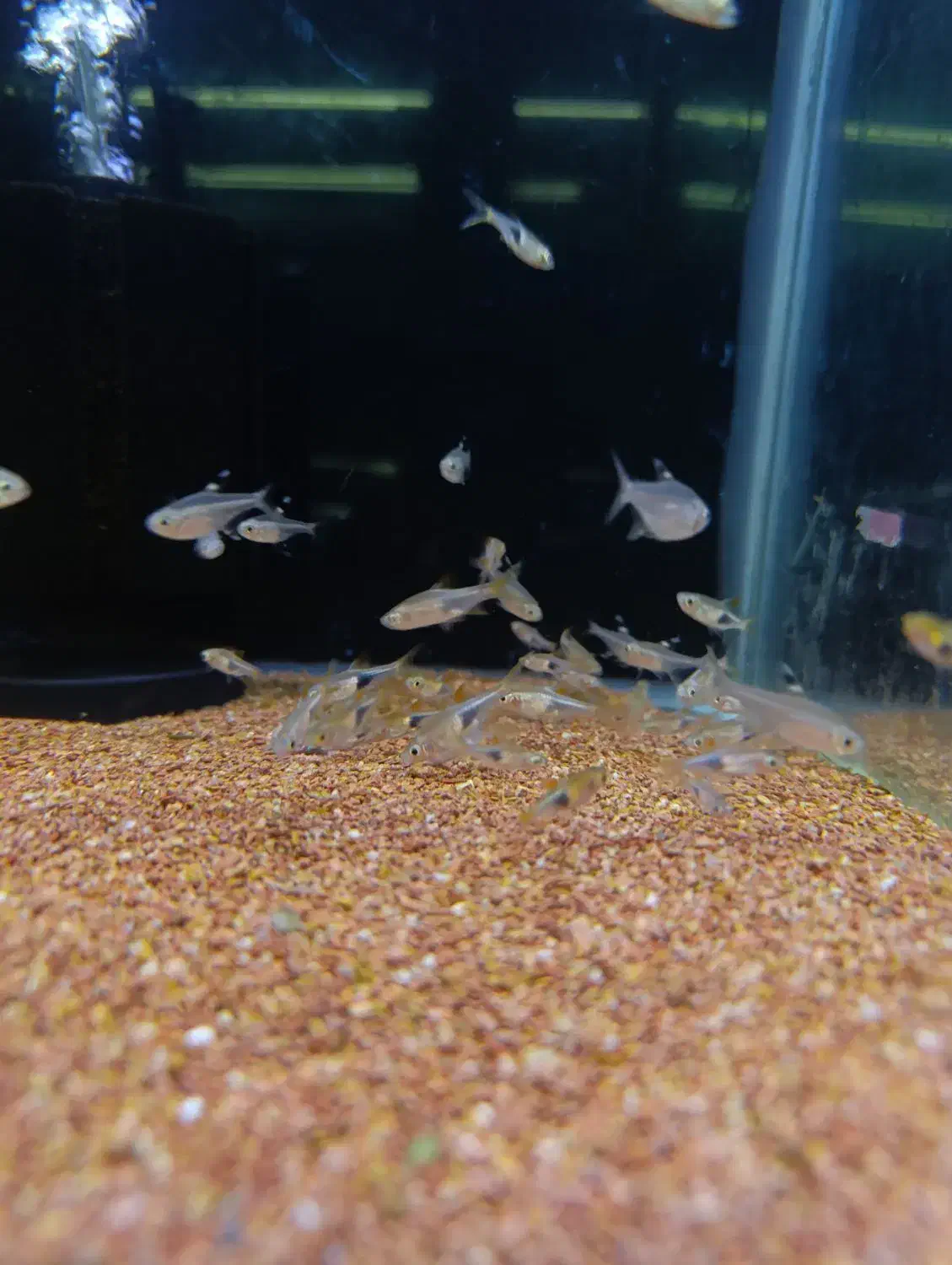 رازبرا دلقک|ماهی|فردیس, قریشی|دیوار