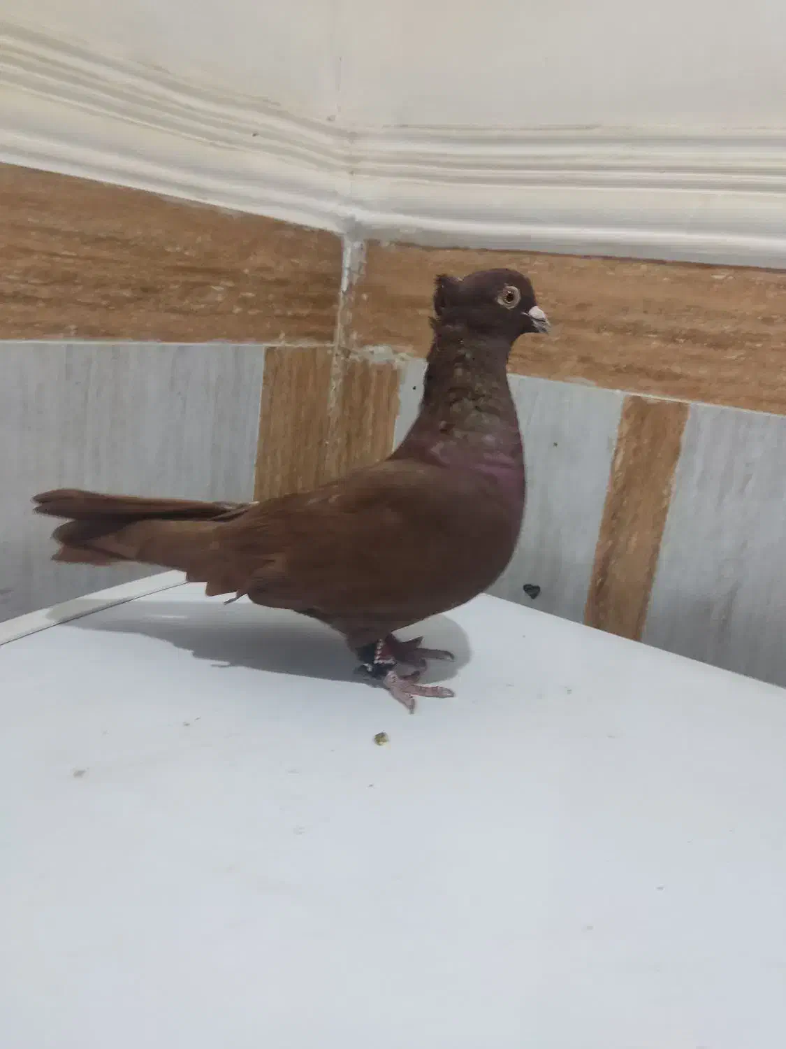 رنگی|پرنده|آبادان, |دیوار