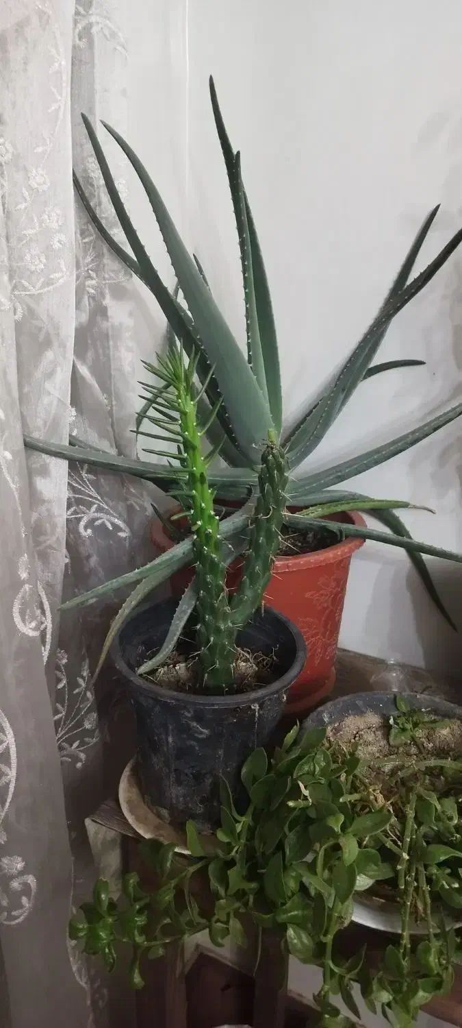 گلهای طبیعی شاداب وزیبا|گل و گیاه طبیعی|تهران, افسریه شمالی|دیوار