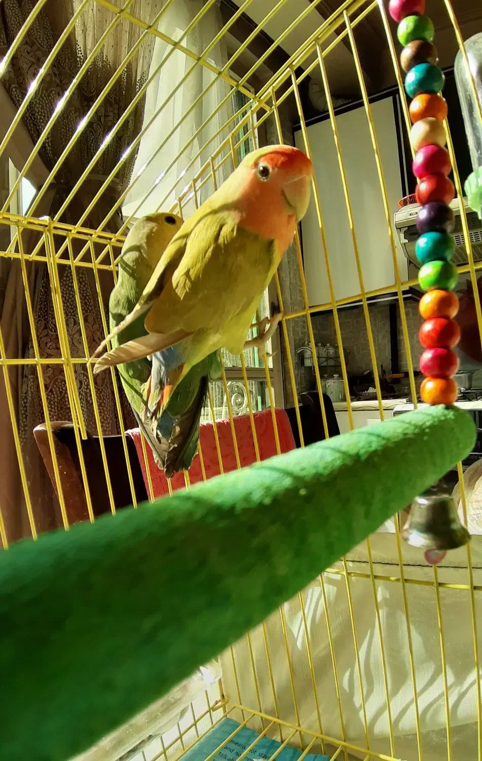 یک جفت طوطی مینیاتوری برزیلی|پرنده|تهران, ائمه اطهار|دیوار