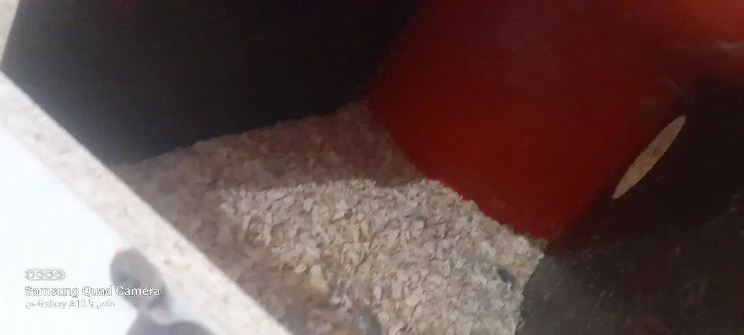 لانه عروس هلندی محکم وبزرگ|لوازم جانبی حیوانات|گرگان, |دیوار