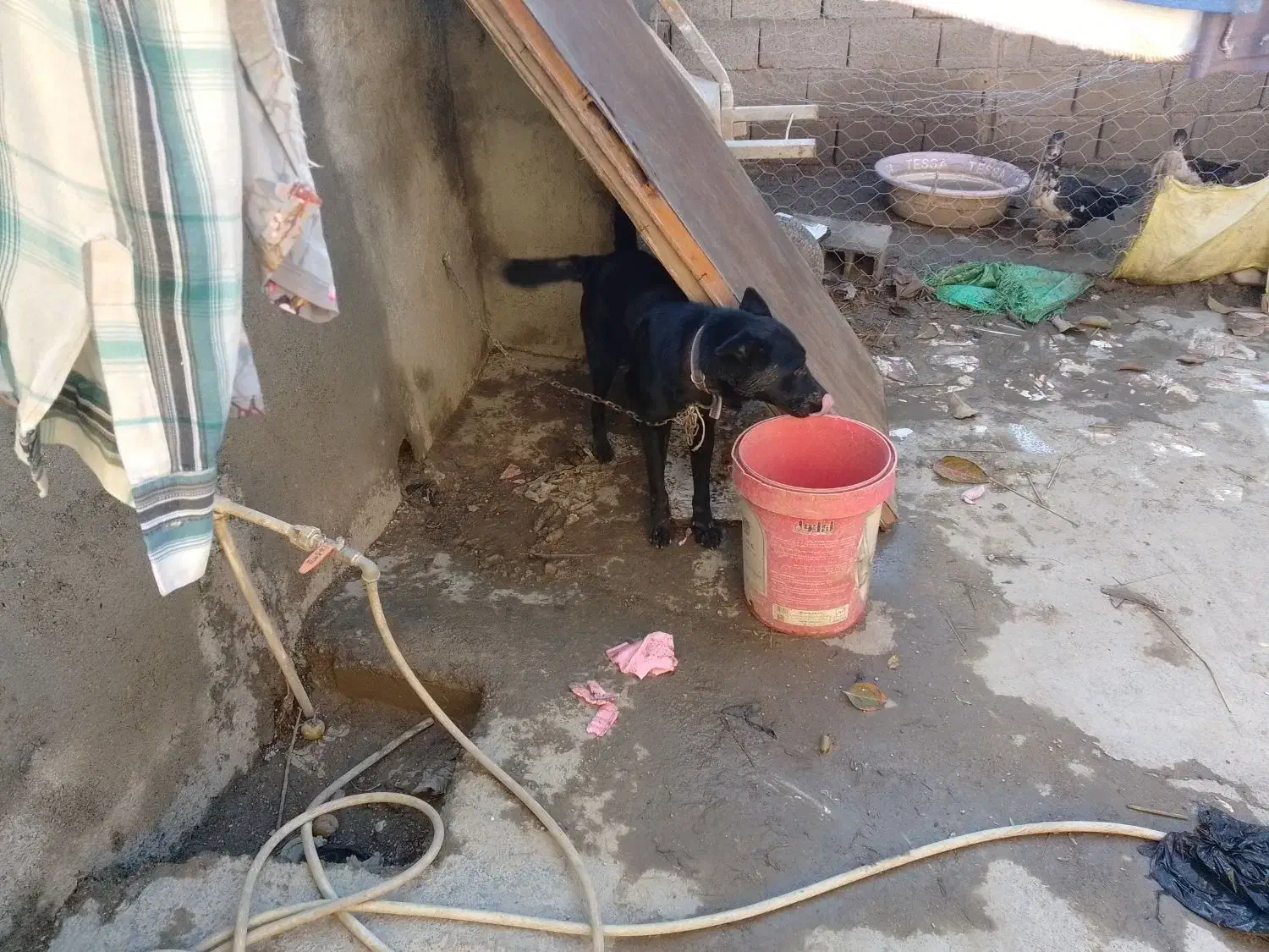 گرگی|سگ|گالیکش, |دیوار