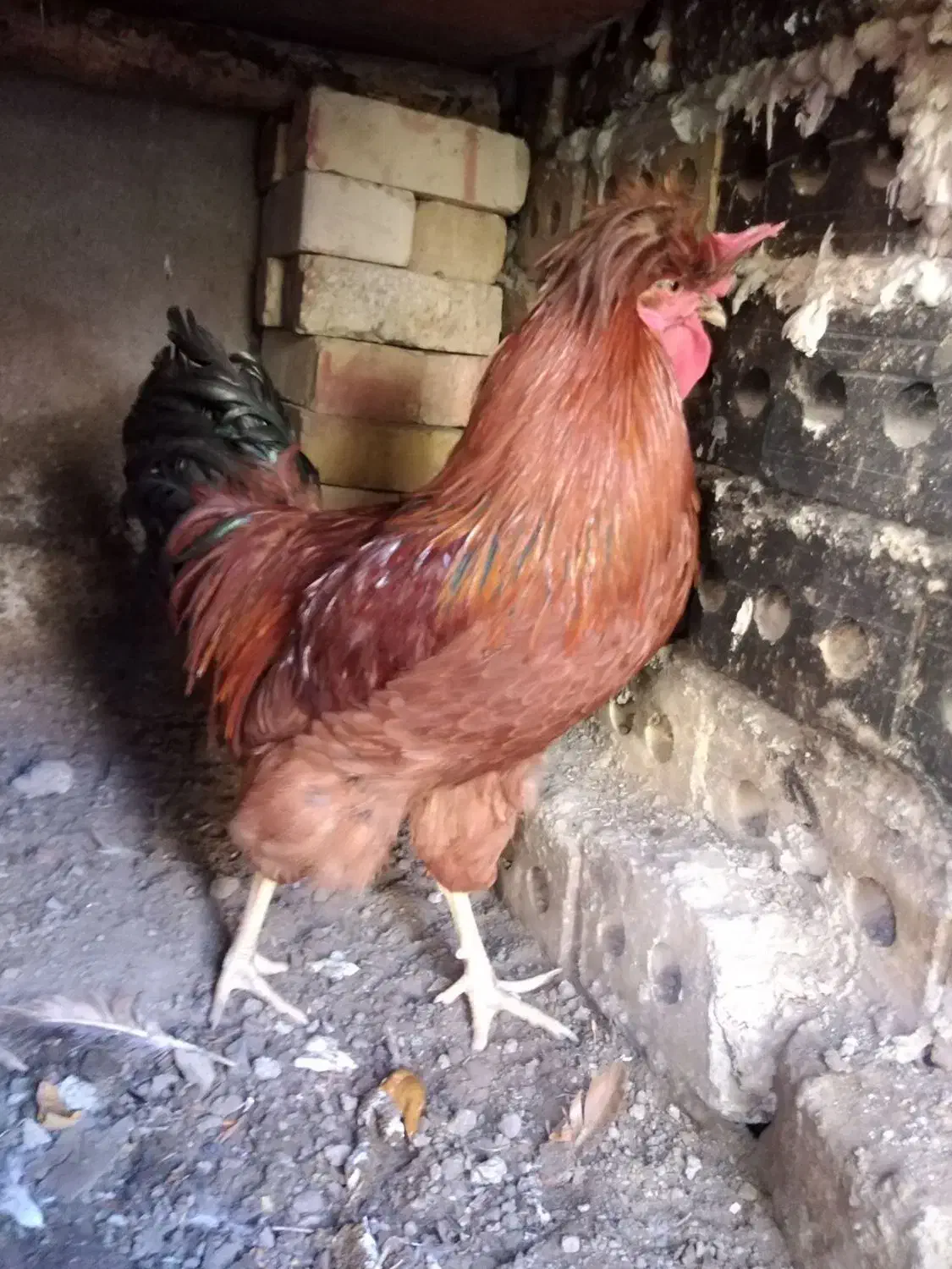 خروس|حیوانات مزرعه|تربت‌حیدریه, پایانه مسافربری تربت حیدریه|دیوار