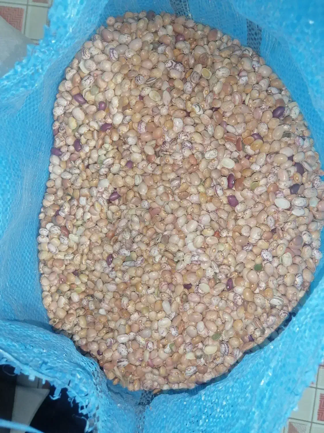 لوبیا چیتی. خورشتی لوبیا گرم. لوبیا برای آش سبزی|خوردنی و آشامیدنی|زرقان, |دیوار