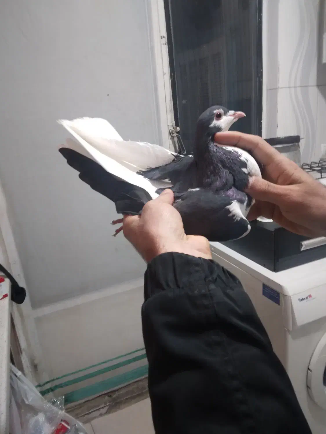 کفتر چادری|حیوانات|بومهن, |دیوار