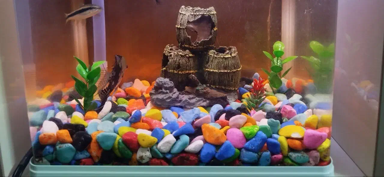 سنگ و شن اکواریوم|ماهی|اراک, |دیوار