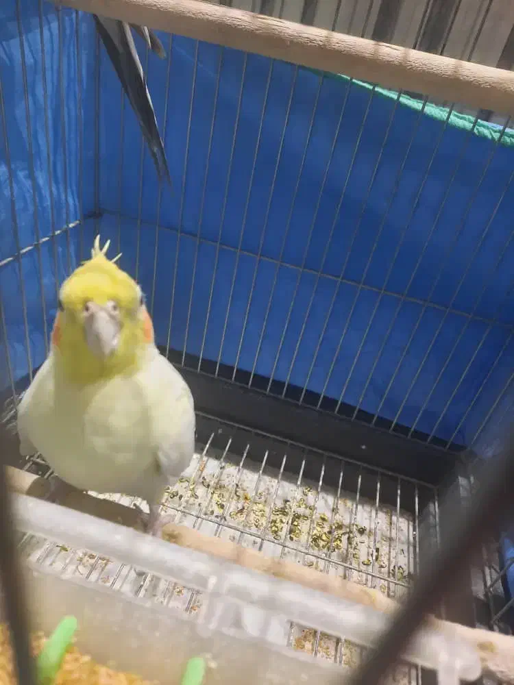 فروش فوری عروس هلندی و مرغ عشق|پرنده|شهرضا, |دیوار