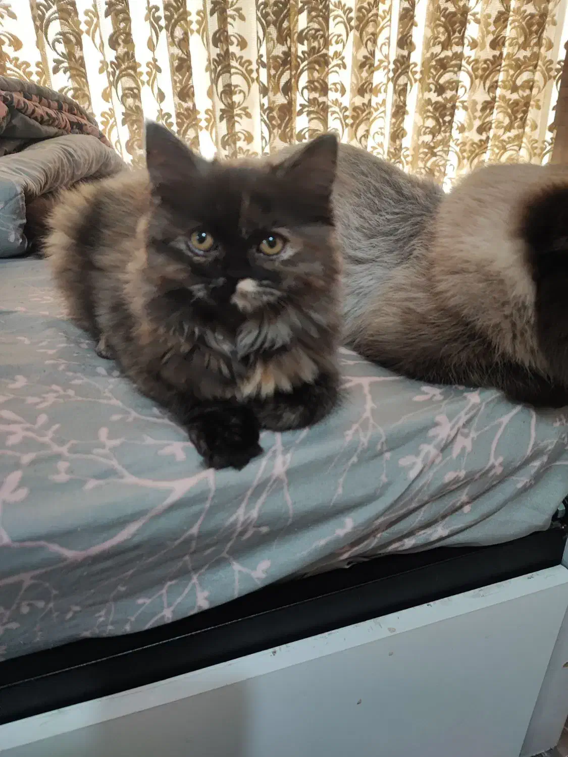 گربه پرشین اسکاتیش|گربه|کرج, فاز ۴ مهرشهر|دیوار