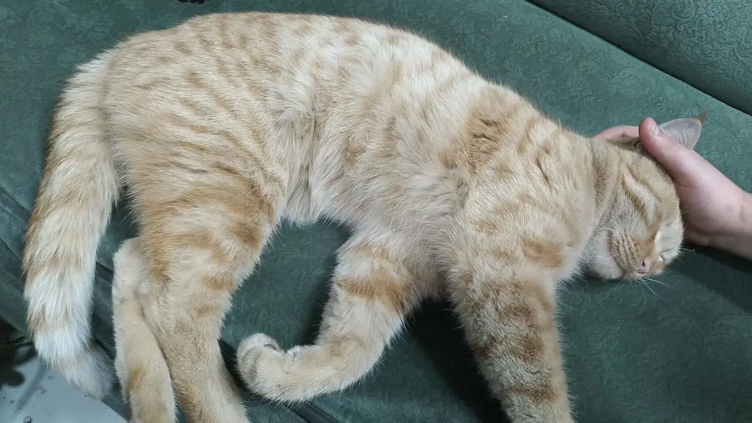 گربه پیداشده|گربه|قم, شهرک قدس|دیوار