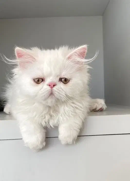 گربه پرشین پسر ۲/۵ ماه|گربه|تبریز, |دیوار