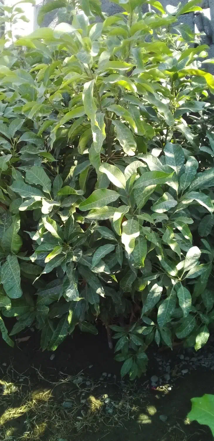 نهال انبه ۲ ساله|خدمات باغبانی و درختکاری|منوجان, |دیوار