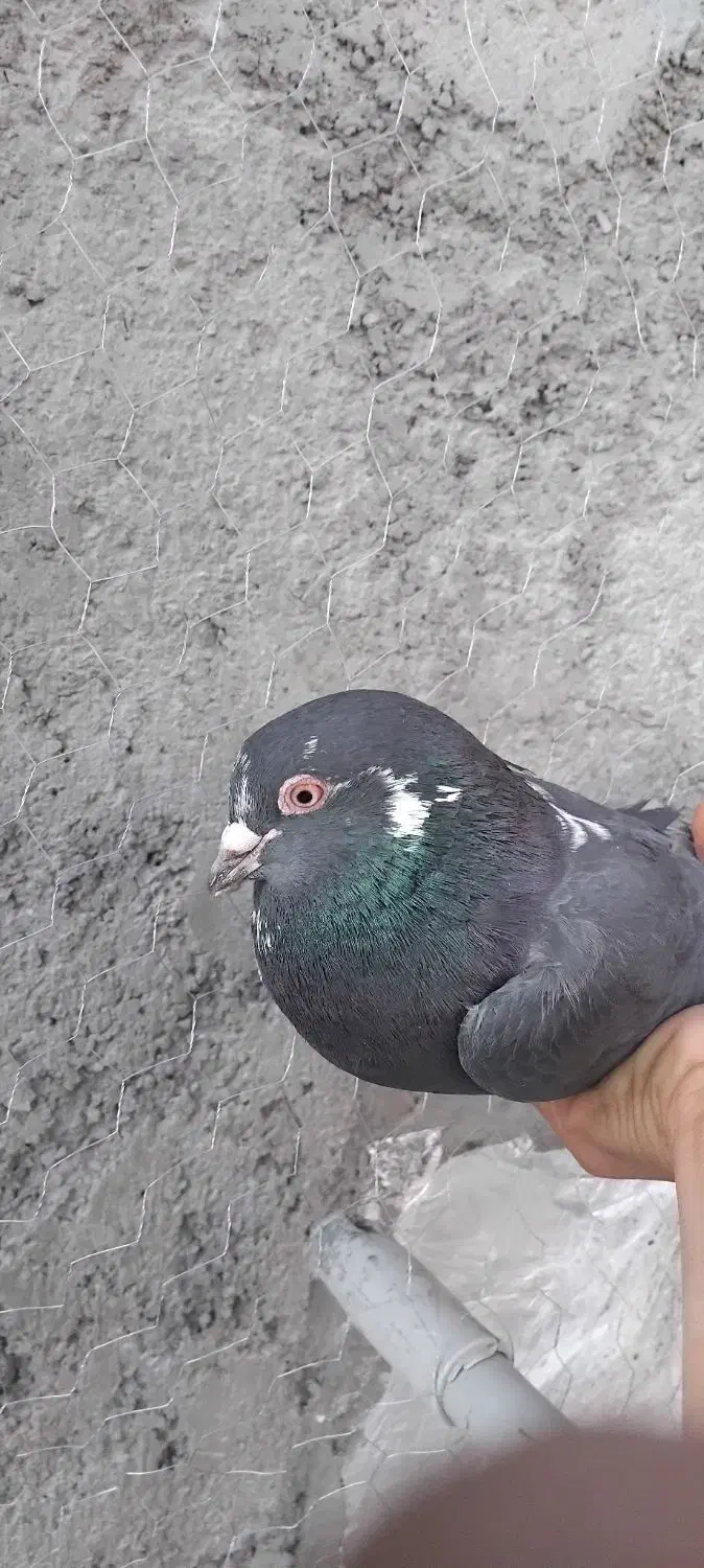 ۵ تاکفتر پرشی|پرنده|قرچک, میرزائی شمالی|دیوار