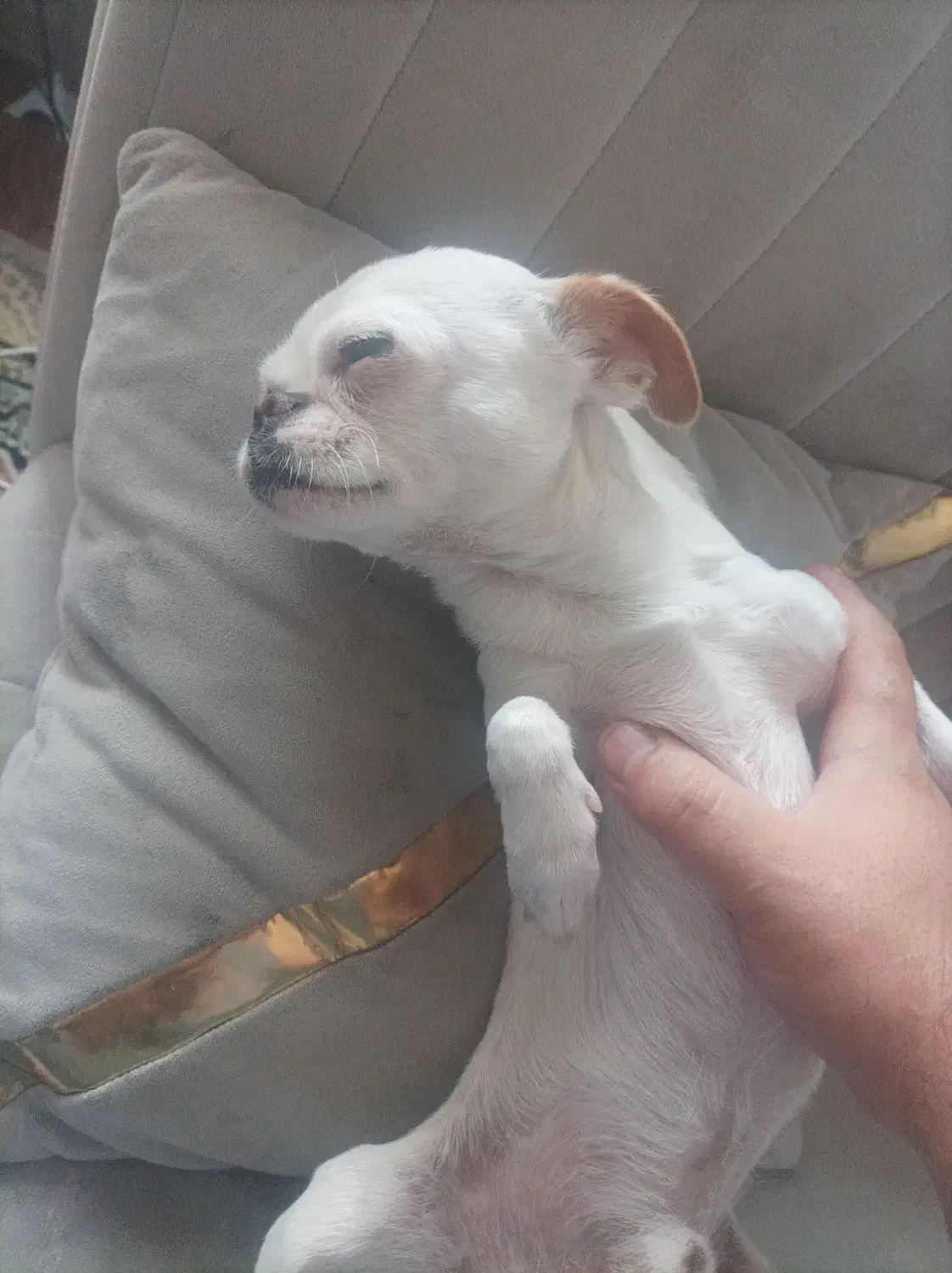 سگ گم شده|حیوانات|سهند, |دیوار