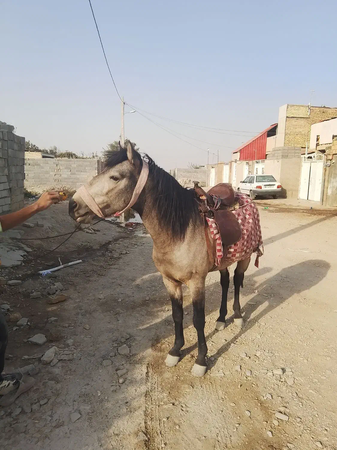 یک عدد اسب نرینه گلگی جوان و آرام مناسب سواری|اسب و تجهیزات اسب‌سواری|چناران, |دیوار