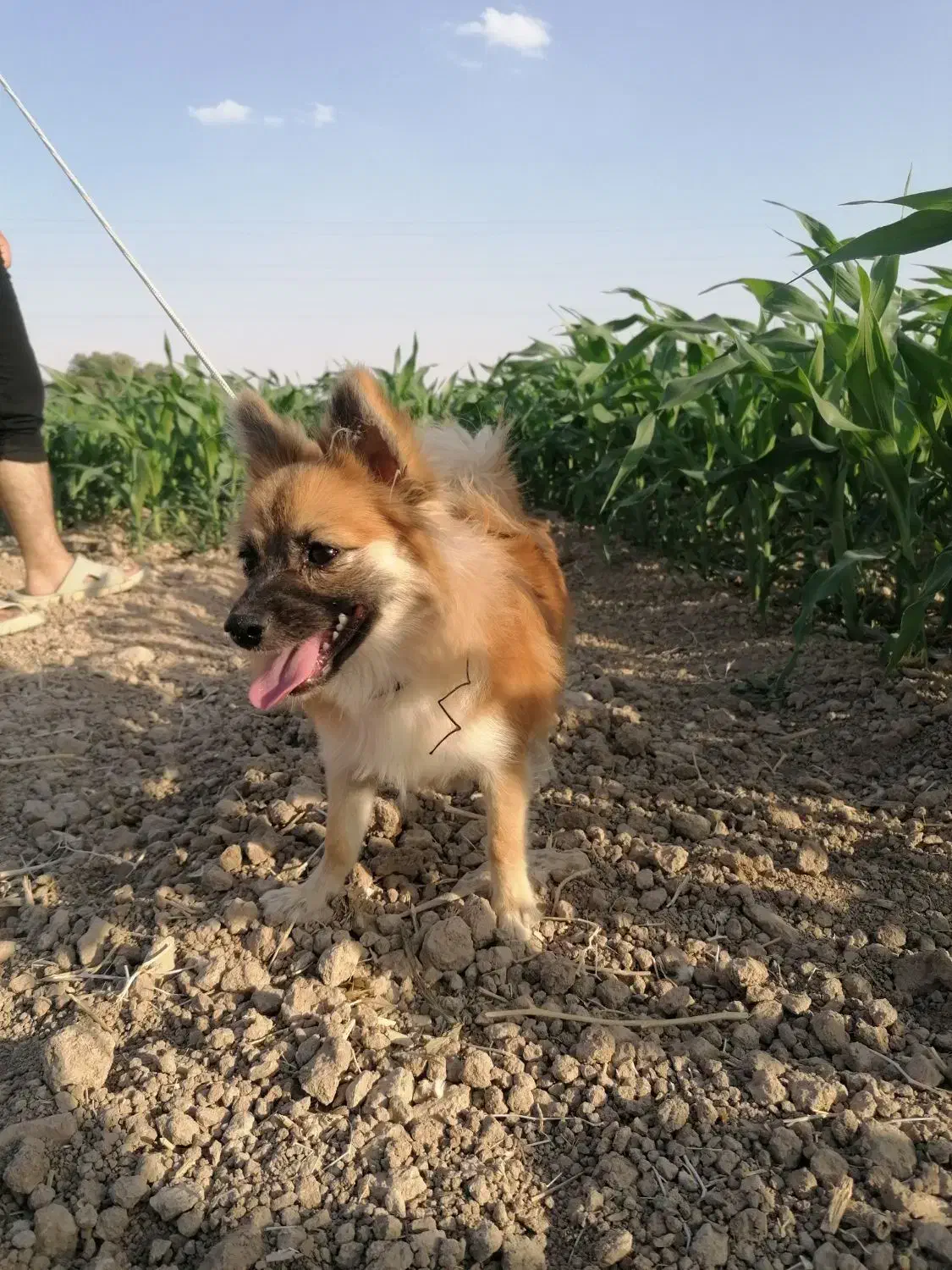 سگ پامر|سگ|مرودشت, فیروزی|دیوار