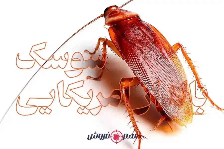 سمپاشی منزل و محل کار تضمینی|خدمات نظافت|گنبد کاووس, |دیوار