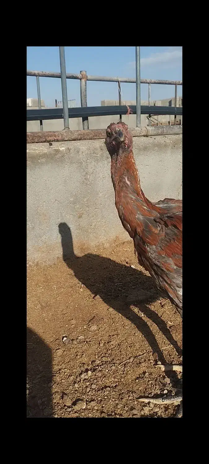 جوجه خروس لاری|حیوانات مزرعه|قم, قلعه کامکار|دیوار