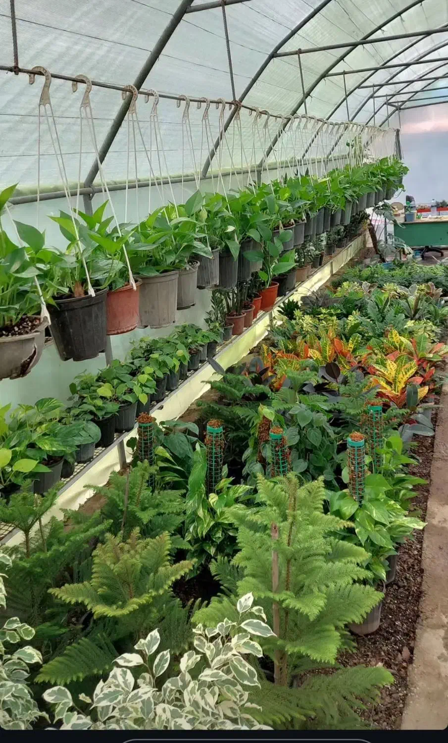 گل عمده و تکی /گل طبیعی /گل اپارتمانی حیاطی|گل و گیاه طبیعی|رشت, گلسار|دیوار